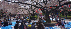 Park d’Ueno durant les festivals du Hanami
