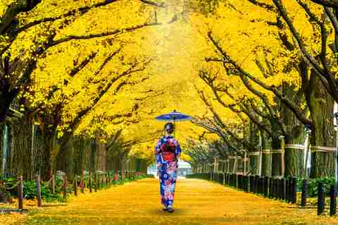 Personnes en kimono traditionnel sous des arbres de ginkgo jaunes en automne dans un parc à Tokyo, Japon