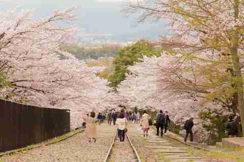 Groupe de jeunes adultes à Kyoto sous les cerisiers en fleurs au site de Keage.