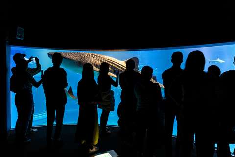 Requin-baleine à l'aquarium Kaiyukan d’Osaka