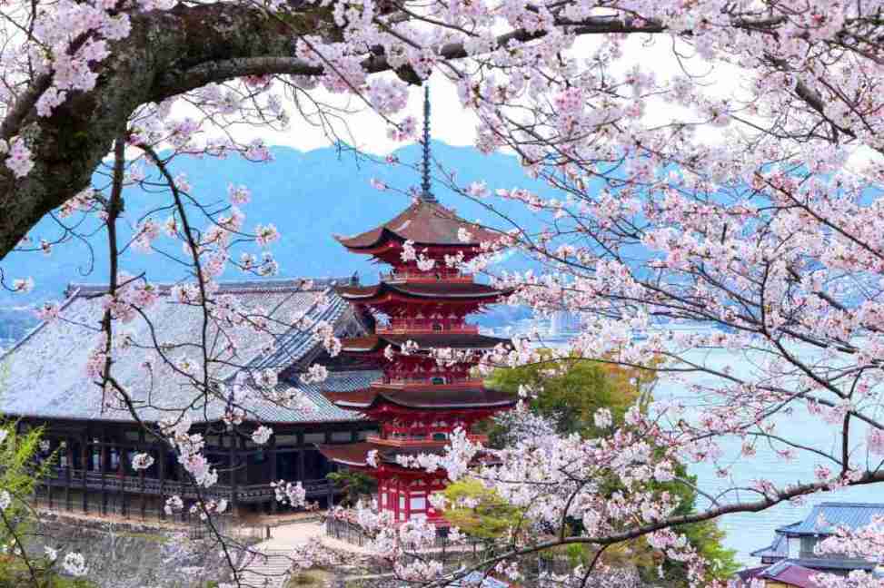 Temple Senjōkaku entouré de cerisiers en fleurs